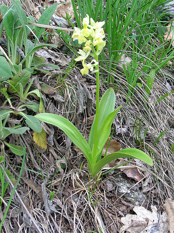 Crocus vernus